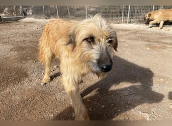 Wakame, wunderbare Dame ihrer Rasse, Gos d Atura /Briard Mix