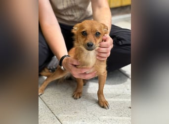 ♥ABBY♥ neu auf Pflegestelle bei Köln - bezaubernde, verschmuste kleine Juniorin 28 cm