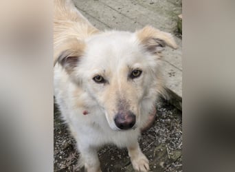 Sady sucht ihr neues Zuhause
