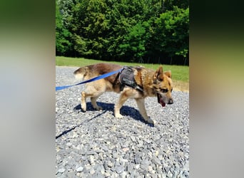 Sonnenschein Benji sucht sein Happy End, Schäferhund Mischling