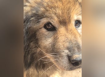 Pusa - ruhige, freundliche Seniorin - die Katzen kennt / z.Zt. noch in Rumänien