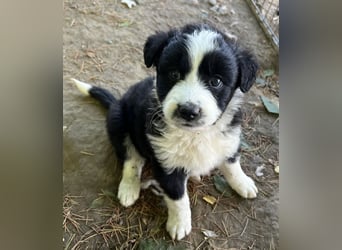 Chauncey, geb. ca. 03/2025, lebt in GRIECHENLAND, auf einer privaten Pflegestelle