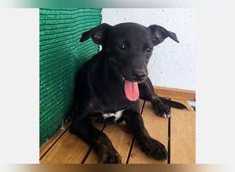 Pippi (PA) Fröhlich und verspielter Junghund