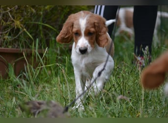 Feuerkopf - Irish Red and White Setter