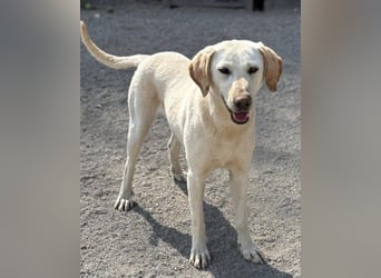 Zuckersüße Labi-Mix-Schnute ♥Chica♥ wartet schon darauf von dir gesehen zu werden