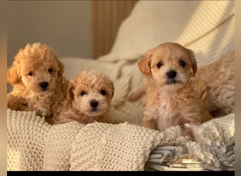 Traumhafte Maltipoo Welpen F1 Malteser Pudel