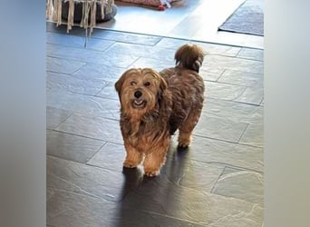 Rennsemmel TOTTI sucht seine Lieblingsmenschen!