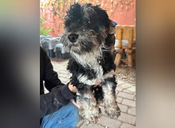 Blacky, geboren 25.05.2024, 24cm sucht sein Glück