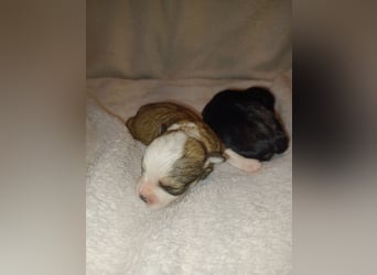 Maltipoo in zauberhaften Farben