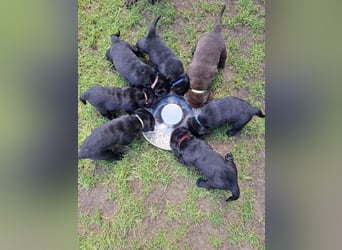 Labrador Welpen mit Ahnentafel