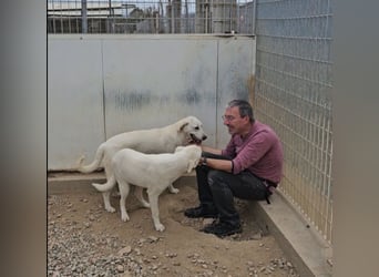 Wayne: Familienhund und treuer Begleiter