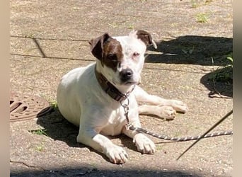 Klein ♥ Abbie ♥ Schmusemaus wartet bereits in 63820 Elsenfeld auf ihre(n) treuen Menschen