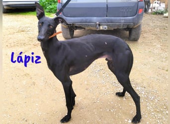 Lápiz 09/2023 (ESP) - freundlicher und athletischer, hübscher Galgo!