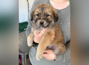 Diego ❤️ süßer, verschmuster Welpenjunge