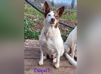 Cuqui1 06/2019 (ESP) - entspannte und liebe kleine Ratonero Bodeguero Andaluz Hündin!