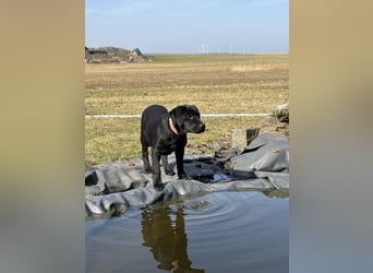Labrador Welpen