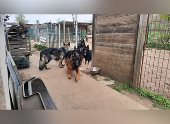 Langstockhaar Schäferhund  Rüde