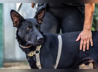 Drake, zurückhaltender Rüde, ca. 4 Jahre, ca. 30 kg