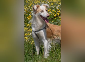 Paky – ein Traumhund aus Portugal