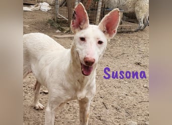 Susona geb. 01/2023 (ESP) - zauberhafte, verschmuste und außergewöhnliche Podenca!
