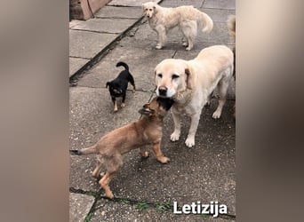 Letizija - Malinois Mix sucht passende Erziehungsberechtigte