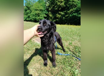 junger Jamie sucht ein Zuhause oder Pflegestelle, Retriever Mischling, Junghund