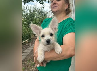 Snoopy, geboren 01.05.2025, 23cm sucht sein Körbchen