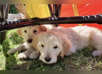Goldendoodle - Welpen [Double-Doodle]