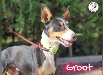 Groot 11/2018 (ESP) - sozialer und feinfühliger, kleiner Podenco-Mix!