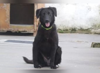 Preto, ein liebenswerter und noch etwas vorsichtiger Junghund