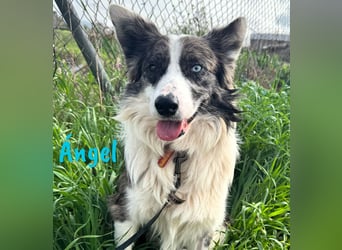 Ángel 09/2022 (ESP Pflegestelle) - traumhafter Border Collie!
