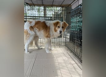 ENFY, Rüde, 1,5 Jahre, 38 cm, Mischling, Tierschutz