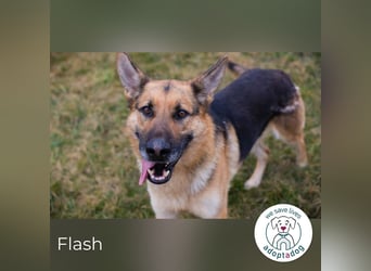 Flash – Dein Partner mit der kalten Schnauze