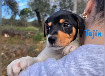 Tajín 12/2024 (ESP) - verschmuster, süßer Bodeguero-Pinscher-Mix Welpe!