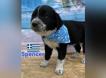 Spencer,geb.02/25,hübscher Hundebub sucht seine Familie