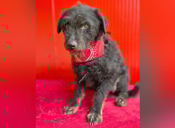 zarte kleine Hundeseele BORI - 6 Jahre, 40cm/9kg - Schnauzer-Mix
