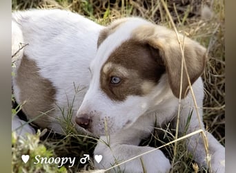 Susi und Snoopy suchen ein Zuhause