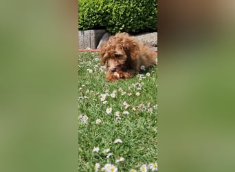 Miniature Aussiedoodle Welpen