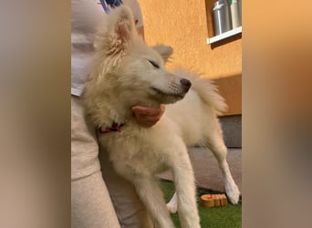 Josefina SR- Junge Maus sucht Familie