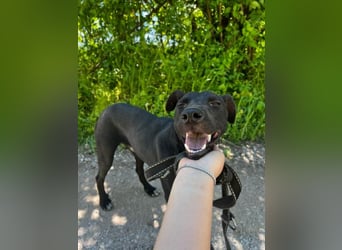 Sirius sucht ein Zuhause