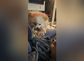 Pomeranian Spitz