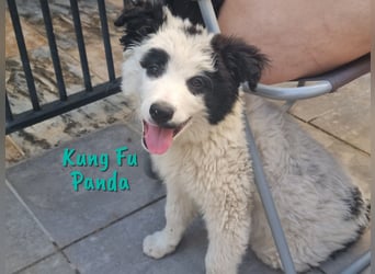 Kung Fu Panda 02/2023 (ESP) - verspielter & verträglicher, junger Border Collie Mix!