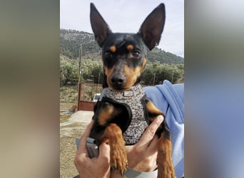 Murphy, möchte endlich ein Zuhause