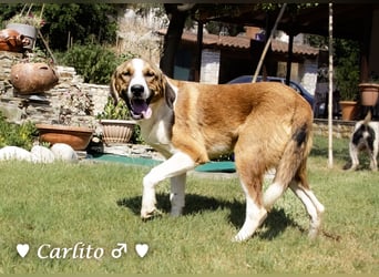 Carlito, Marla, Scippy und Kea auf der Suche nach ihrer Familie