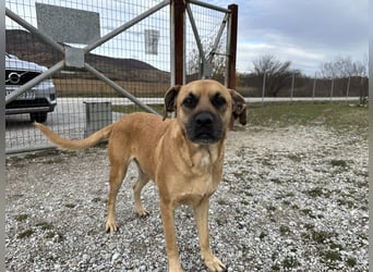 Boomer – Und es hat Boom gemacht!
