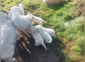 Golden Retriever X Berger blanc Suisse