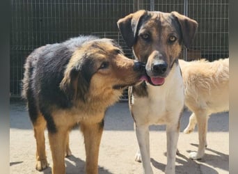 ROBI❤️zauberhafter, lieber Hundejunge, zurückhaltend und sozial