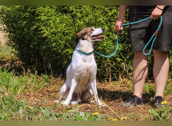 Chico, Mix Labrador / Beagle, lieb und sozial