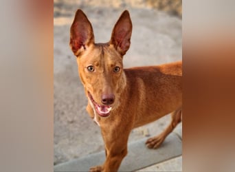 Charmante LOVANI-sehr sozial, liebt Mensch und Hund und wartet sehnsüchtig auf ihr schönes Zuhause