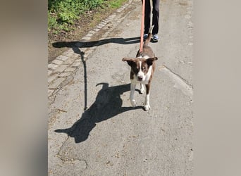 Cayo, 5 Jahre, sucht kompetentes Zuhause